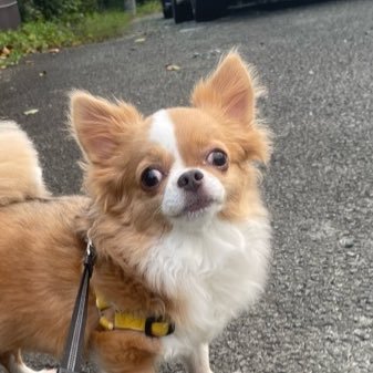 chihuahuan1120's profile picture. 