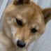 しゃと (@shato_dosei) Twitter profile photo しゃと (@shato_dosei) Twitter profile photo