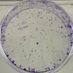 Connor G. G. Bamford, Ph.D (@cggbamford) Twitter profile photo Connor G. G. Bamford, Ph.D (@cggbamford) Twitter profile photo