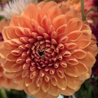 Nicole Calloway Rankins (@drnicolerankins) 's Twitter Profile