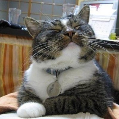 kidncatmom1's profile picture. Change-Maker, Truth Promoter, & Lie Detector, who loves God, her family, cats and the Ultra MAGA King President Trump #GreatAwakening #NeverGiveUp #AmericaFirst