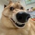 Mad Dog (@cryptomaddog) Twitter profile photo Mad Dog (@cryptomaddog) Twitter profile photo