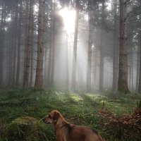 freyadog (@freyadoog) 's Twitter Profile