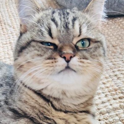 BlasuttoDa's profile picture. libre penseur / "Quand les gens auront compris que la politique c'est des sujets à traiter et non des partis à adouber on aura fait un grand pas"