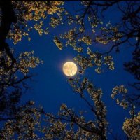 𝓚𝓪̂𝓕𝓲 (@kafi_hayat) Twitter profile photo