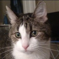 Mollie (@mollie_resiztz) 's Twitter Profile