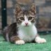 Cat lover (@catlover8461172) Twitter profile photo Cat lover (@catlover8461172) Twitter profile photo