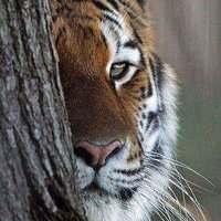 Tiger 1981 (@tigerasp81) 's Twitter Profile