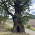 - Ministry of Swedish Oaks 🇸🇪 - (@oaksofsweden) Twitter profile photo - Ministry of Swedish Oaks 🇸🇪 - (@oaksofsweden) Twitter profile photo