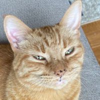 purl (@freshwaterpurl) 's Twitter Profile
