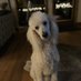 curlywhitedog (@curlywhitedog7) Twitter profile photo curlywhitedog (@curlywhitedog7) Twitter profile photo