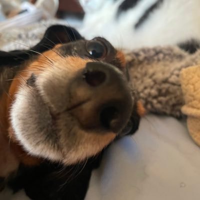 toni_latigra's profile picture. My dad calls me San Antonio, TX.