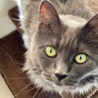 Louise Strecker (@batpoet) 's Twitter Profile Photo