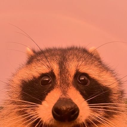 MadeByAMD's profile picture. 
