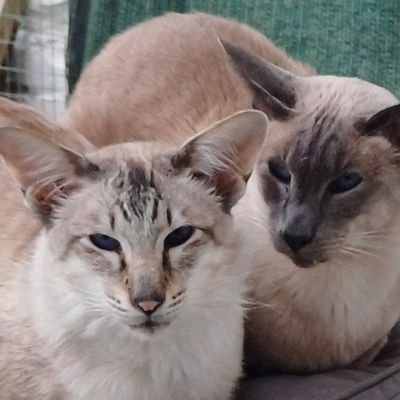 Balinese boys Kai and Laski, RIP Mika🌈 and Chiko🌈