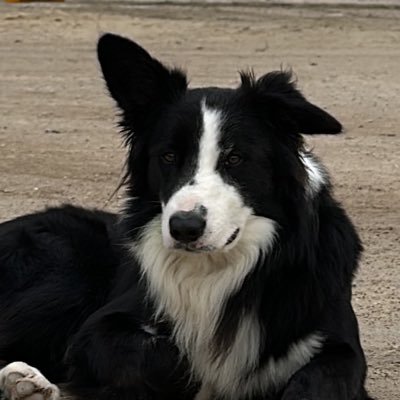 Ulix zedog Profile
