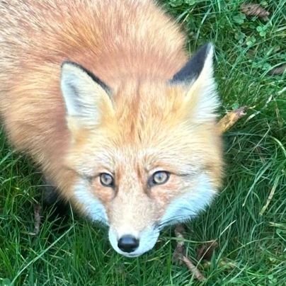 Alizoane's profile picture. forever rooftop dancing ⛈️