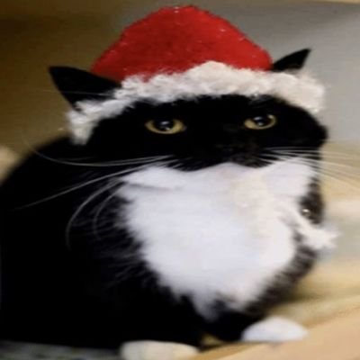 gabssplat's profile picture. brainstorm my beloved | 21