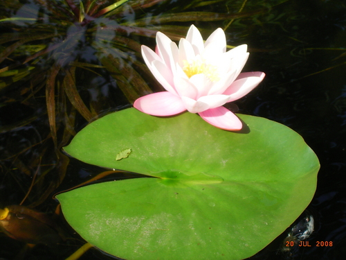 Interessen: Gesundheit; Psychologie; Ernährung,Wellness, Beauty; PC;
