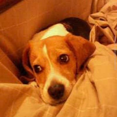 パチスロ攻略ライターという
世にも怪しげな仕事に従事しております。
スロットとダイビングとピースとの思い出と…
これら2つの項目と一匹に
脳の9割9分を支配されている
そんなオジサンです