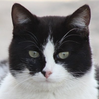 katakoono's profile picture. 