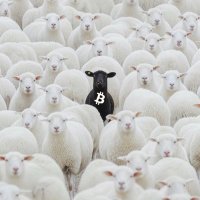 Dan🦙💨 (@danoncrypto) 's Twitter Profile Photo Dan🦙💨 (@danoncrypto) 's Twitter Profile Photo
