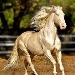 日常の事書きます、競馬は趣味で長いことやってます、庶民派馬券です、アメブロで記事書いてます、本垢→(@kamesenseiokap1)多趣味なので色んな事やります、フォローお願いします🤗