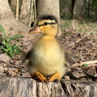 Lazy Dayz (@lazydayzfarm) 's Twitter Profile