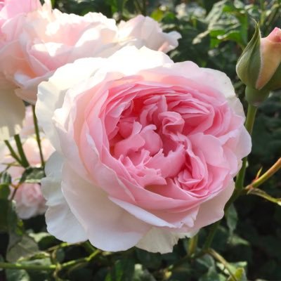 夏の葵さんのプロフィール画像