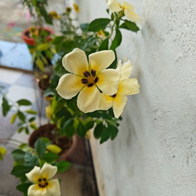 rakeshOnX's profile picture. 