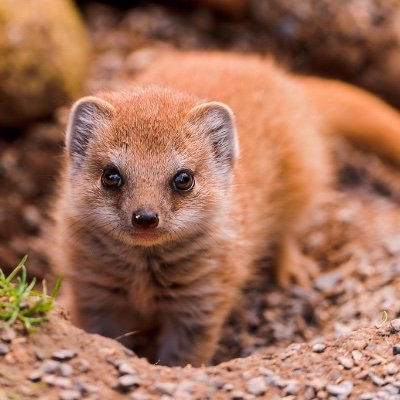 Mongoose55555's profile picture. 21 yo
I like chess