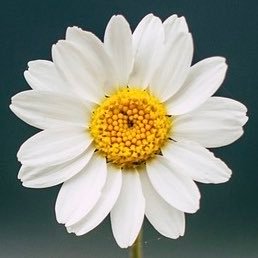 はなの🌸🌷🌼さんのプロフィール画像