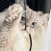 【いれぶん🐾໊】サイベリアン (@eleven11neko) Twitter profile photo 【いれぶん🐾໊】サイベリアン (@eleven11neko) Twitter profile photo