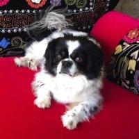 Yesemy (@zyesim) 's Twitter Profile