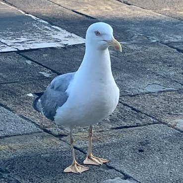 oroh_921081's profile picture. 建築の人。