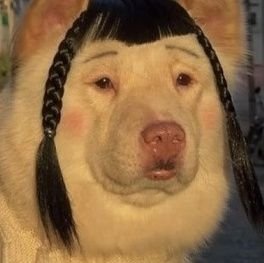 bangs dog Profile