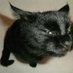 el rust cat :3 (@rustyo_o69) Twitter profile photo el rust cat :3 (@rustyo_o69) Twitter profile photo