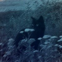 * ˚✦ al ✦˚ * (@starvify) 's Twitter Profile