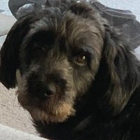 InventorBug (@inventorbug) 's Twitter Profile