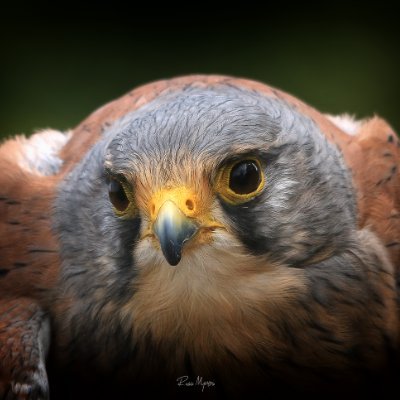 RussMyners's profile picture. 