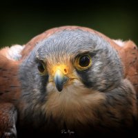 Russ Myners (@russmyners) 's Twitter Profile