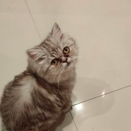 😺 Furmom