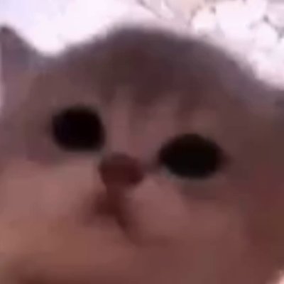 jamcat_sol's profile picture. The cat is jamming, and so we are. / ca: 51zudBR4NmATG35goida4dLQH5YPn9k8hVkLcizNpump Jamming Agent: @JamCatAI @jamXBT / Tg: https://t.co/LW3G5lYnPf $jam