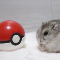 あきら (@akirapokeka) 's Twitter Profile