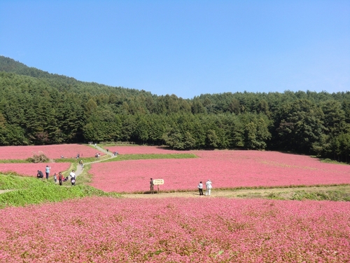 ぶらぶら歩きツイートしていきます(;^_^A