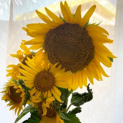 k_sakura39's profile picture. 役者の娘を応援してます(*･ᴗ･*)و その他雑多なことも呟いたり、お菓子作ったり、etc…🎶最近はWickedにもどハマり中 ※面識のない方のフォロバックは基本お断りさせて頂いてますので、ご容赦くださいませm(*_ _)m