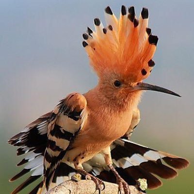 Hey everyone ,it be my pleasure to share with all here in twitter .God bless you all