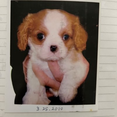 キャバリア歴21年初代ティナ2010/1/21🌈2代目ララ2022/6/21🌈今は飼えないので思い出を呟きます 皆さまのキャバちゃんを愛でています 無言フォローお許しください 鉄道模型ジオラマ作製やっています バレット食道腺がんサバイバー 薬剤師 医学博士(Ph.D)