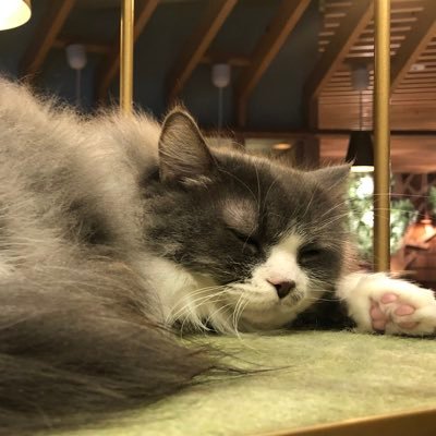 シン👑さんのプロフィール画像