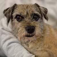 Slave to Poppy (@pdwindymiller) 's Twitter Profile
